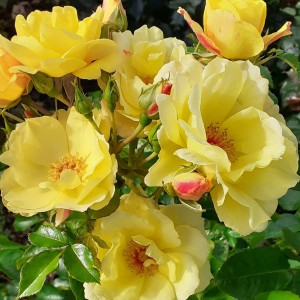 HONEY BEE MINE (floribunda)